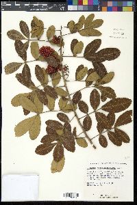 Schinus terebinthifolius image