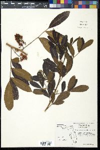 Schinus terebinthifolius image