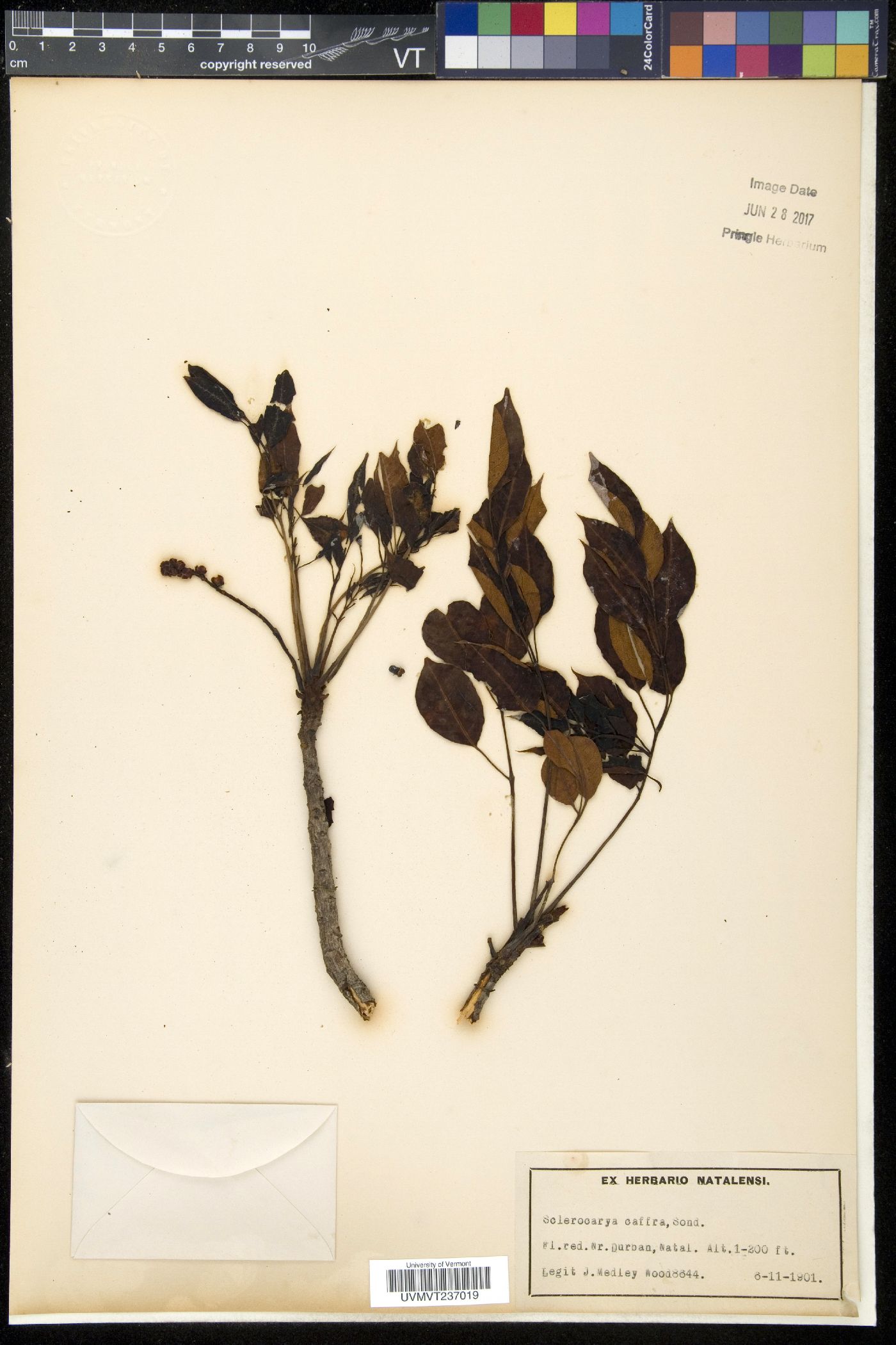 Sclerocarya caffra image