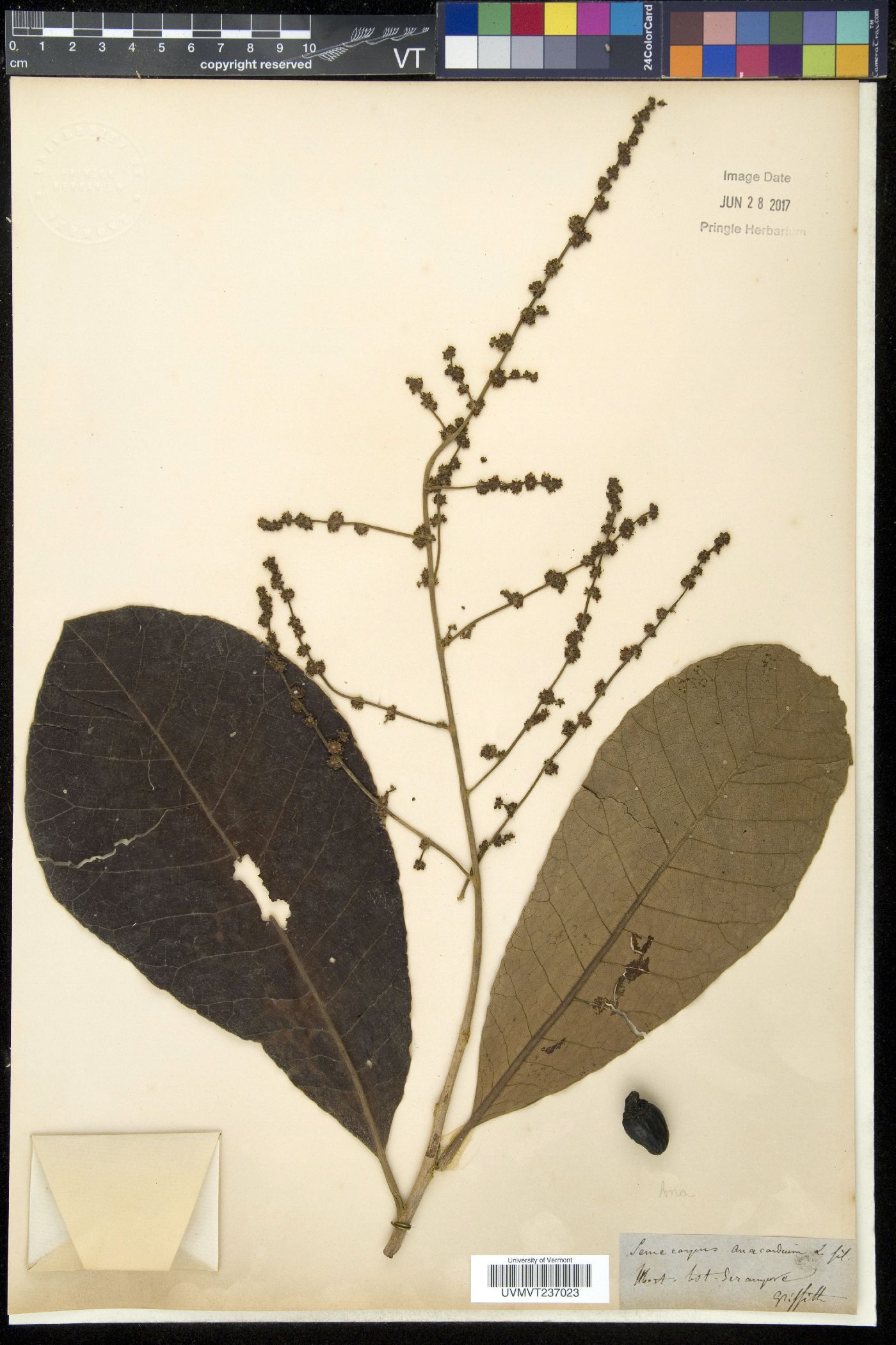 Semecarpus anacardium image