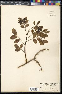 Spondias purpurea image