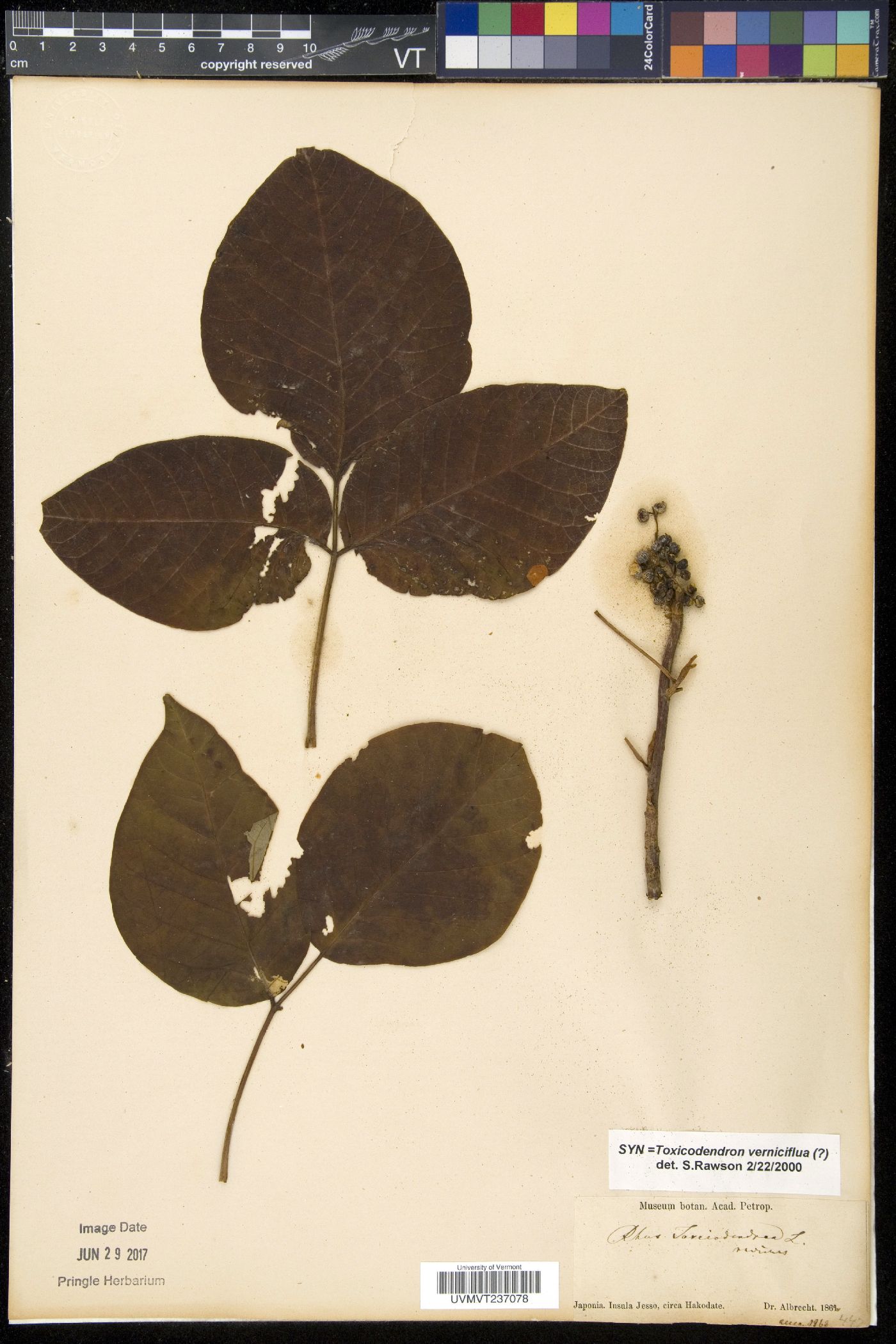 Toxicodendron vernicifluum image