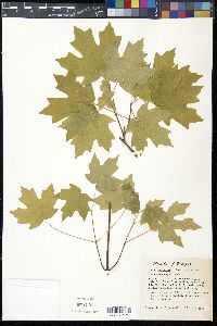 Acer barbatum image
