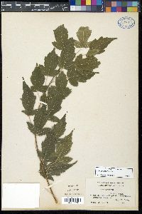 Acer ginnala image