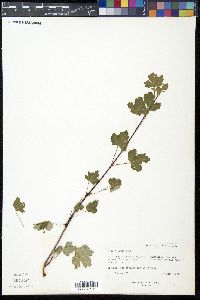 Acer glabrum image