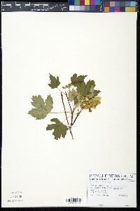 Acer glabrum image