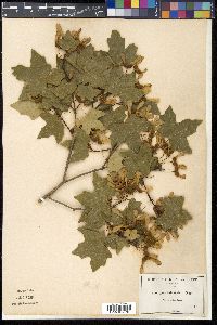 Acer grandidentatum image