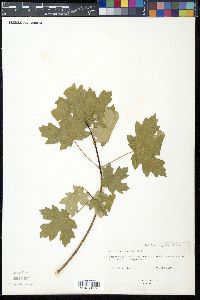Acer grandidentatum image