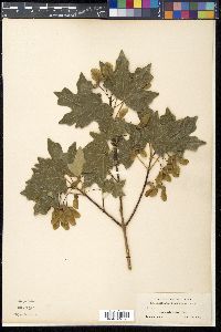 Acer grandidentatum image