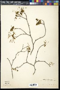 Acer leucoderme image