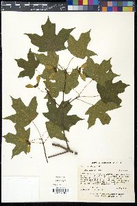 Acer leucoderme image