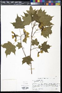 Acer leucoderme image