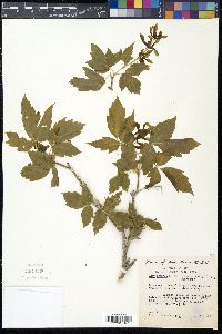 Acer negundo var. interius image