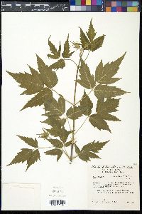Acer negundo var. interius image