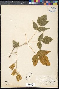 Acer negundo var. interius image