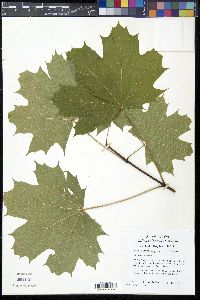 Acer platanoides image
