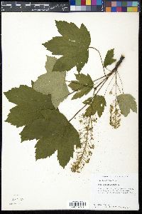 Acer pseudoplatanus image