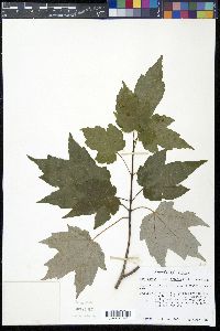 Acer rubrum var. tridens image
