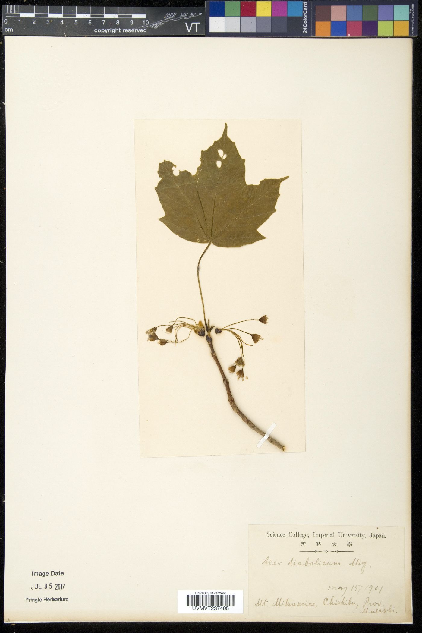 Acer diabolicum image