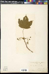 Acer diabolicum image