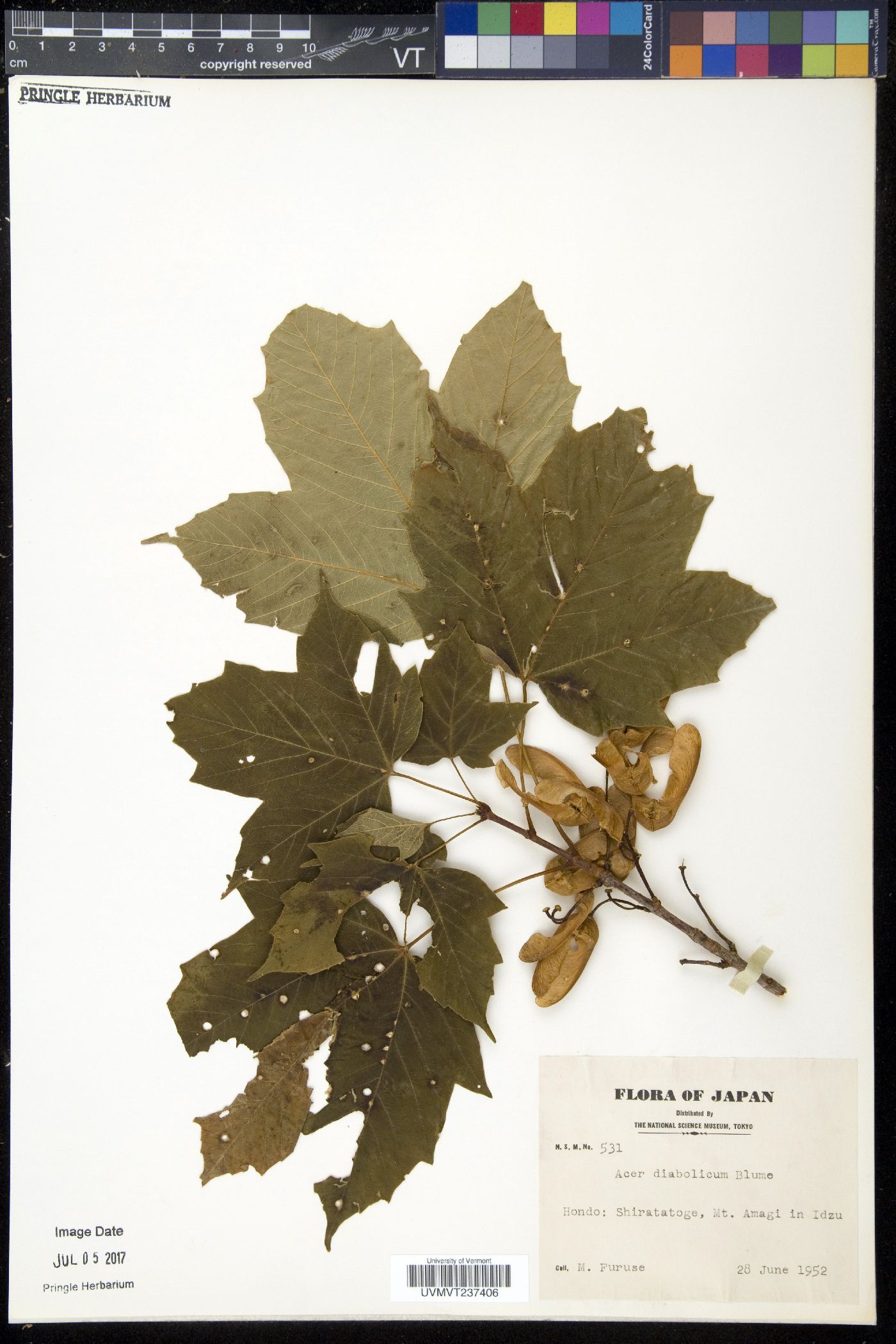 Acer diabolicum image