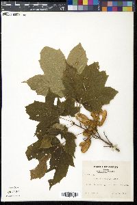 Acer diabolicum image