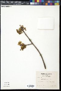 Acer diabolicum image