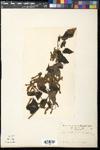 Acer crataegifolium image