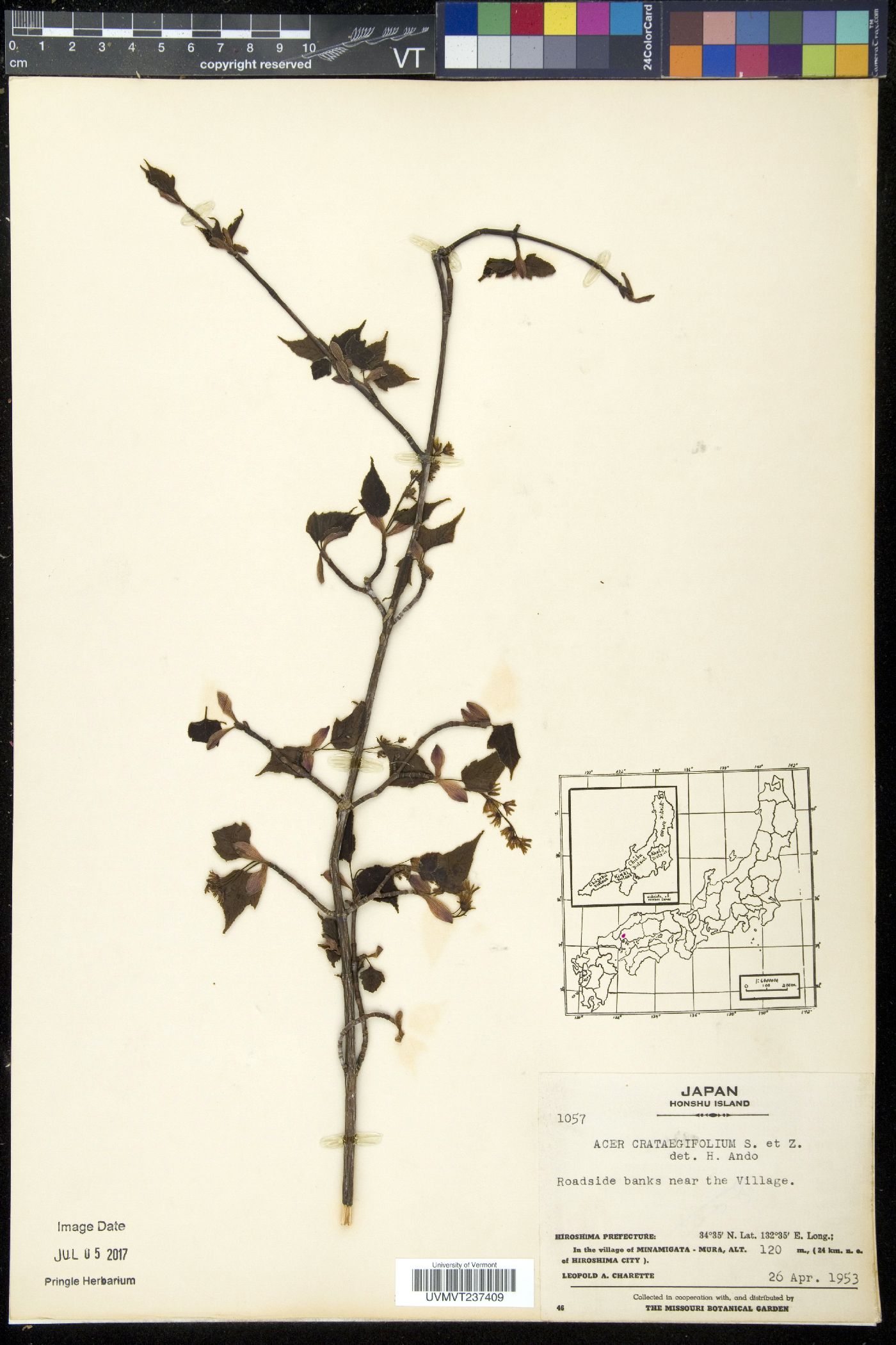 Acer crataegifolium image