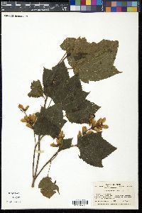 Acer crataegifolium image
