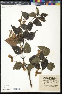 Acer crataegifolium image