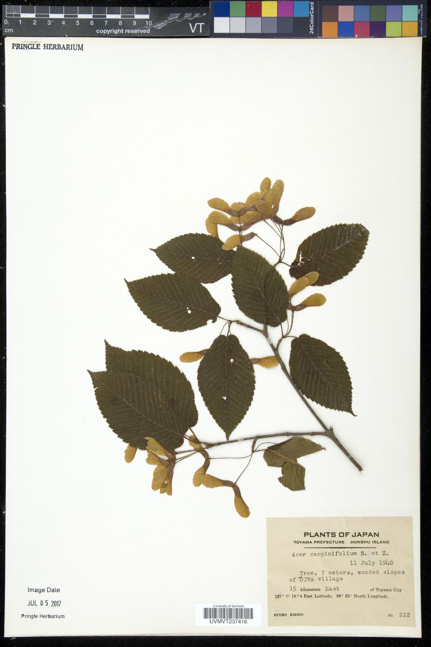 Acer carpinifolium image