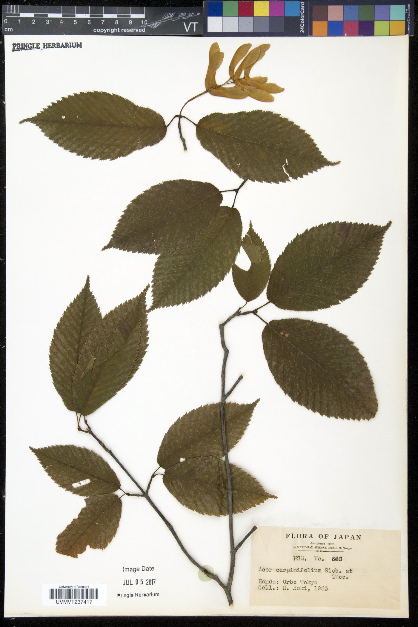 Acer carpinifolium image