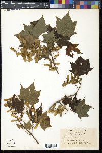 Acer argutum image