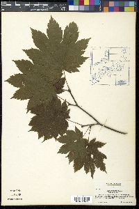 Acer japonicum image