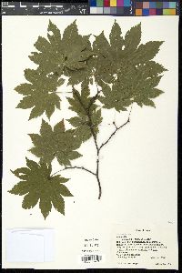 Acer japonicum image