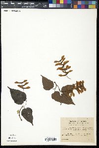Acer ginnala image