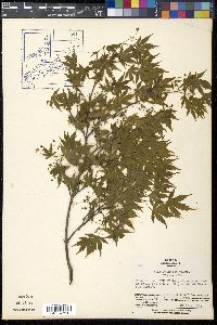 Acer palmatum image