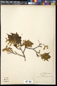 Acer micranthum image