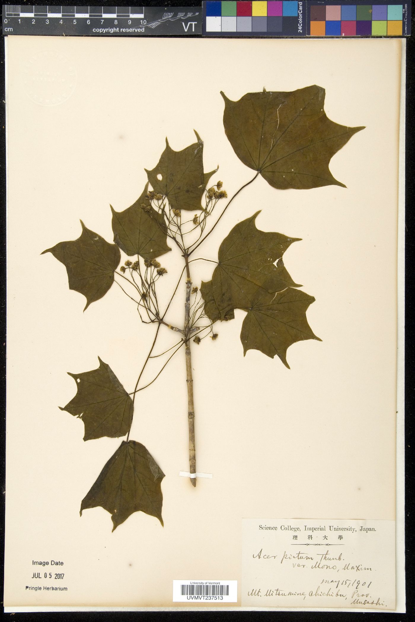 Acer pictum image