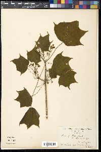 Acer pictum image