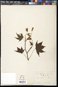 Acer pictum image