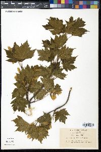 Acer tschonoskii image