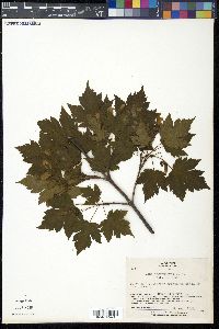 Acer tschonoskii image
