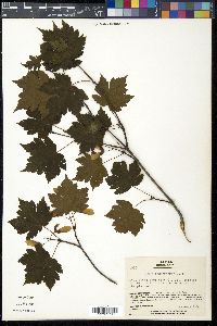 Acer tschonoskii image