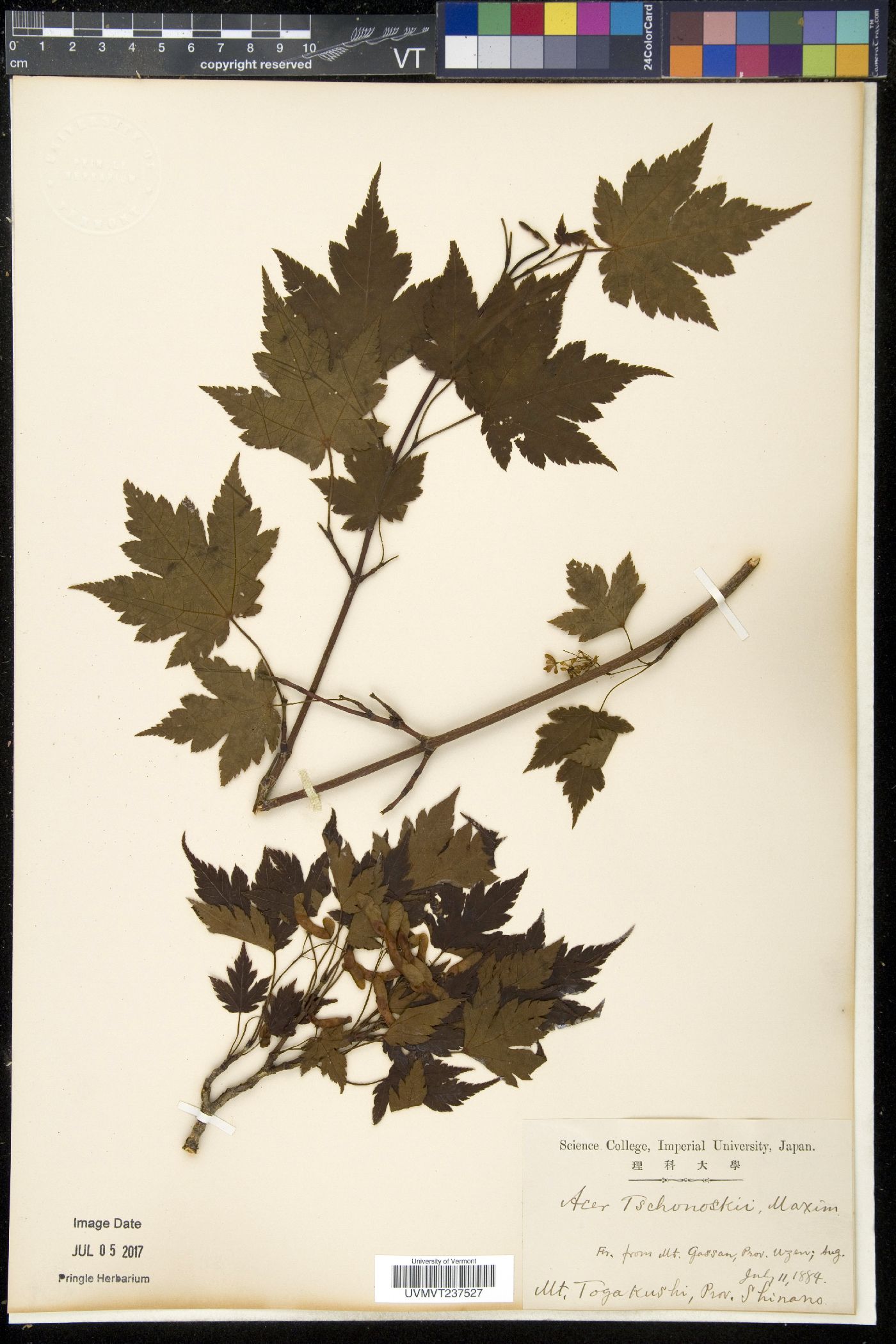 Acer tschonoskii image