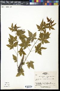 Acer shirasawanum var. tenuifolium image