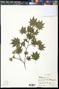 Acer shirasawanum var. tenuifolium image