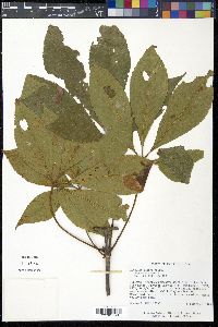Aesculus glabra image