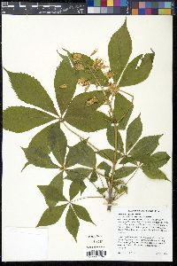 Aesculus glabra image